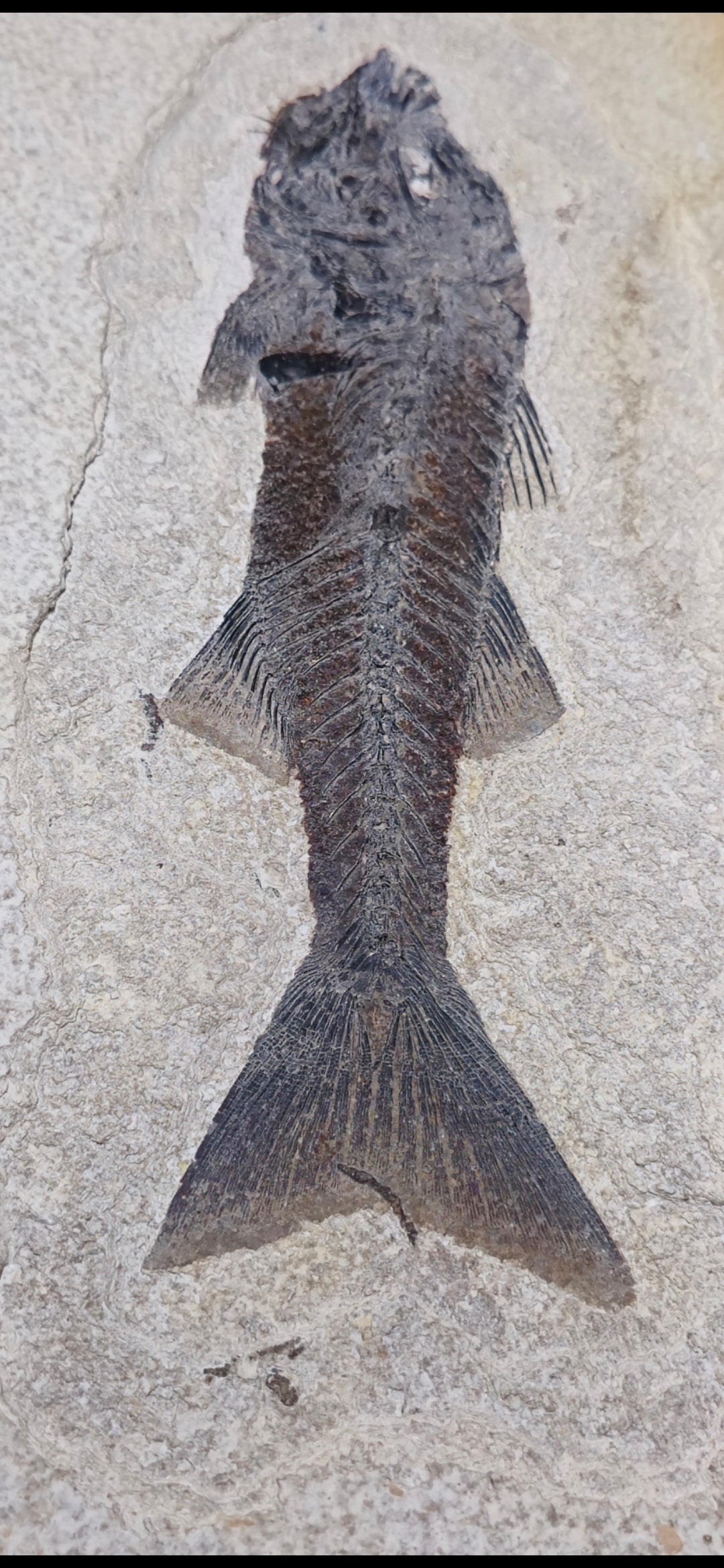 Mioplosus labracoides