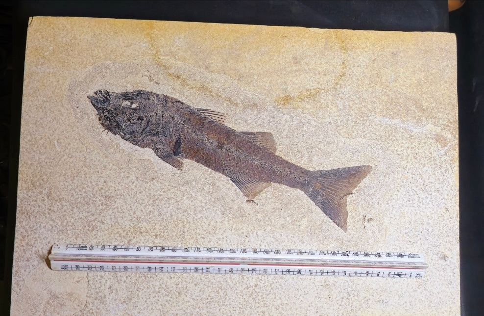 Mioplosus labracoides
