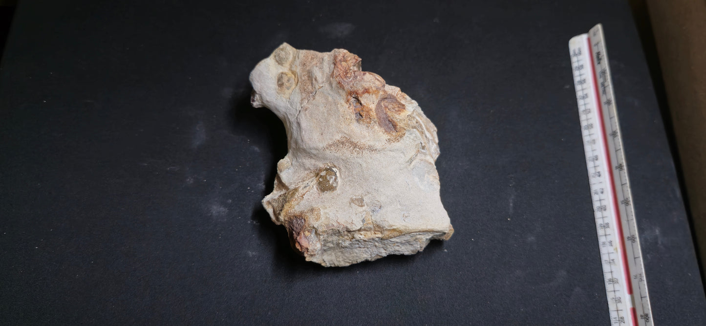Tethysaurus Jaw