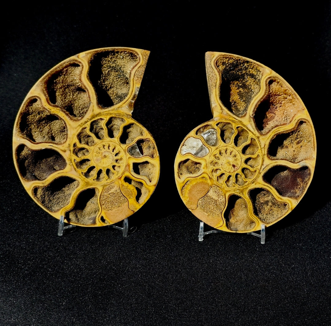 Cleoniceras Ammonite pair