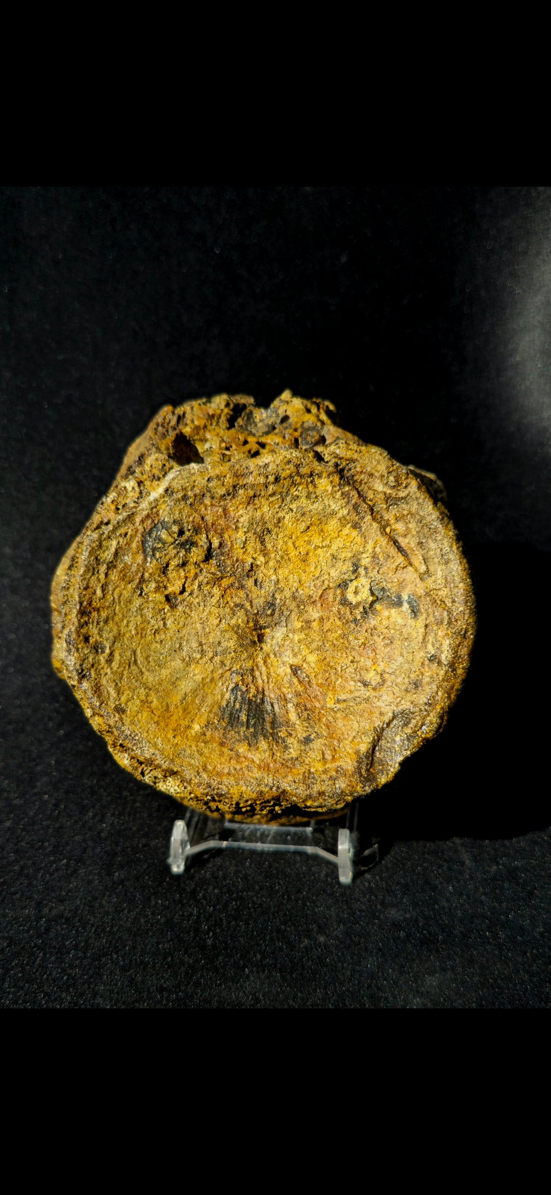 Pliosaur Vertebrae