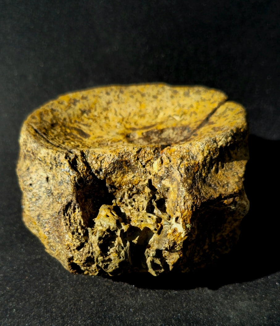 Pliosaur Vertebrae