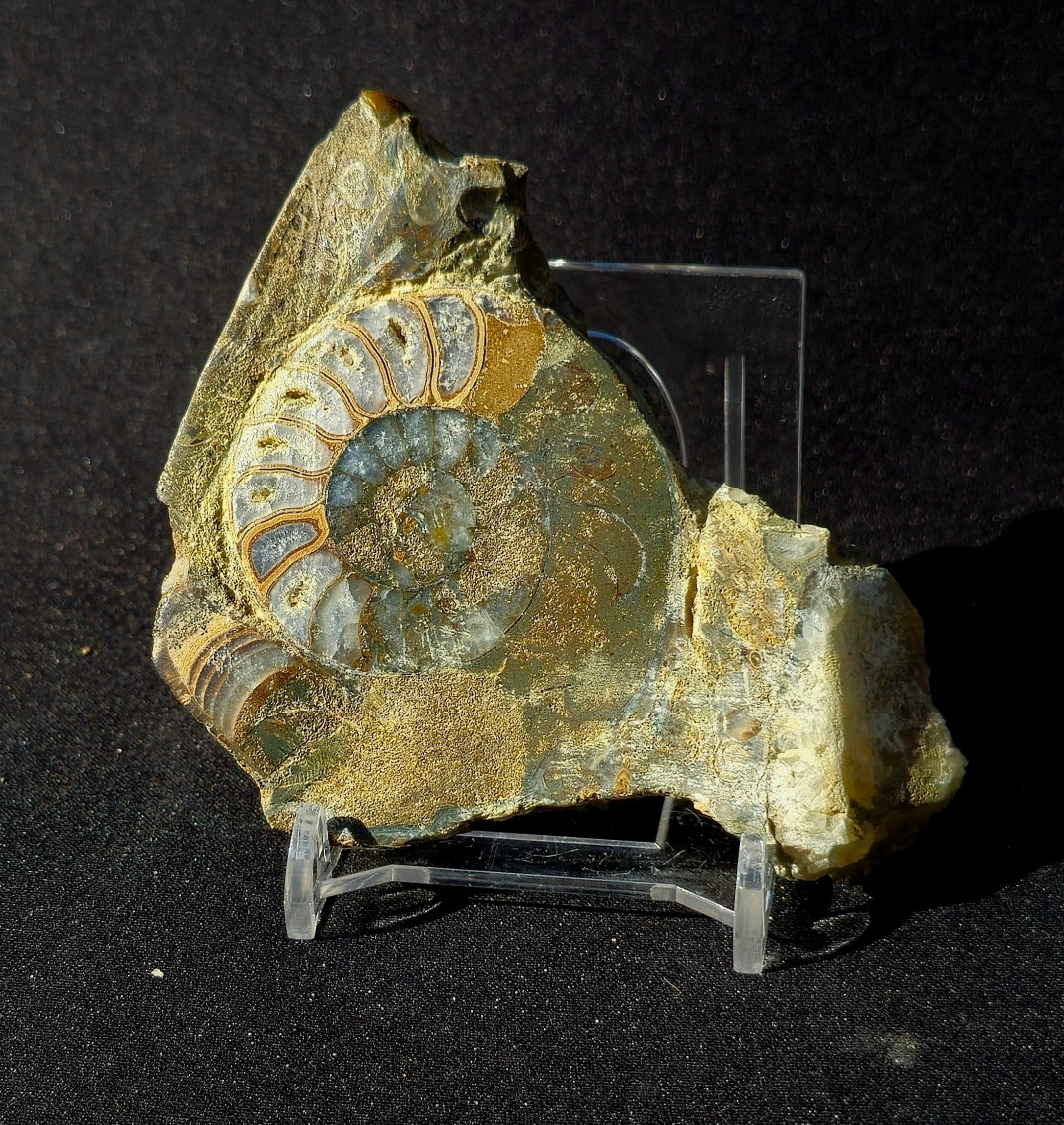 Rare Scunthorpe Ammonite, Asteroceras semicostatum