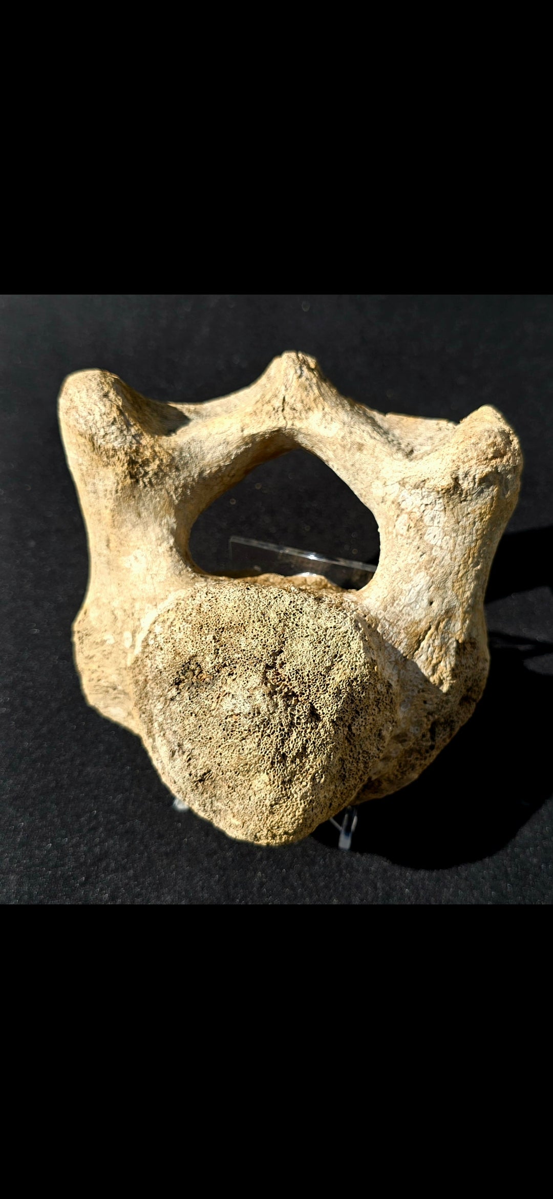 Bison Vertebrae
