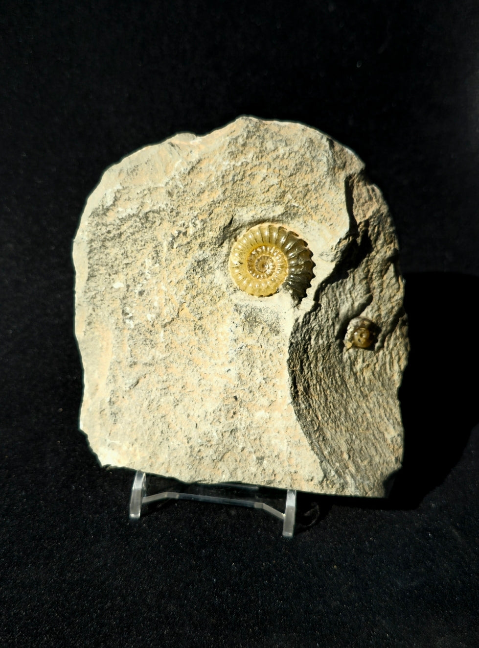 Prominoceras Ammonite