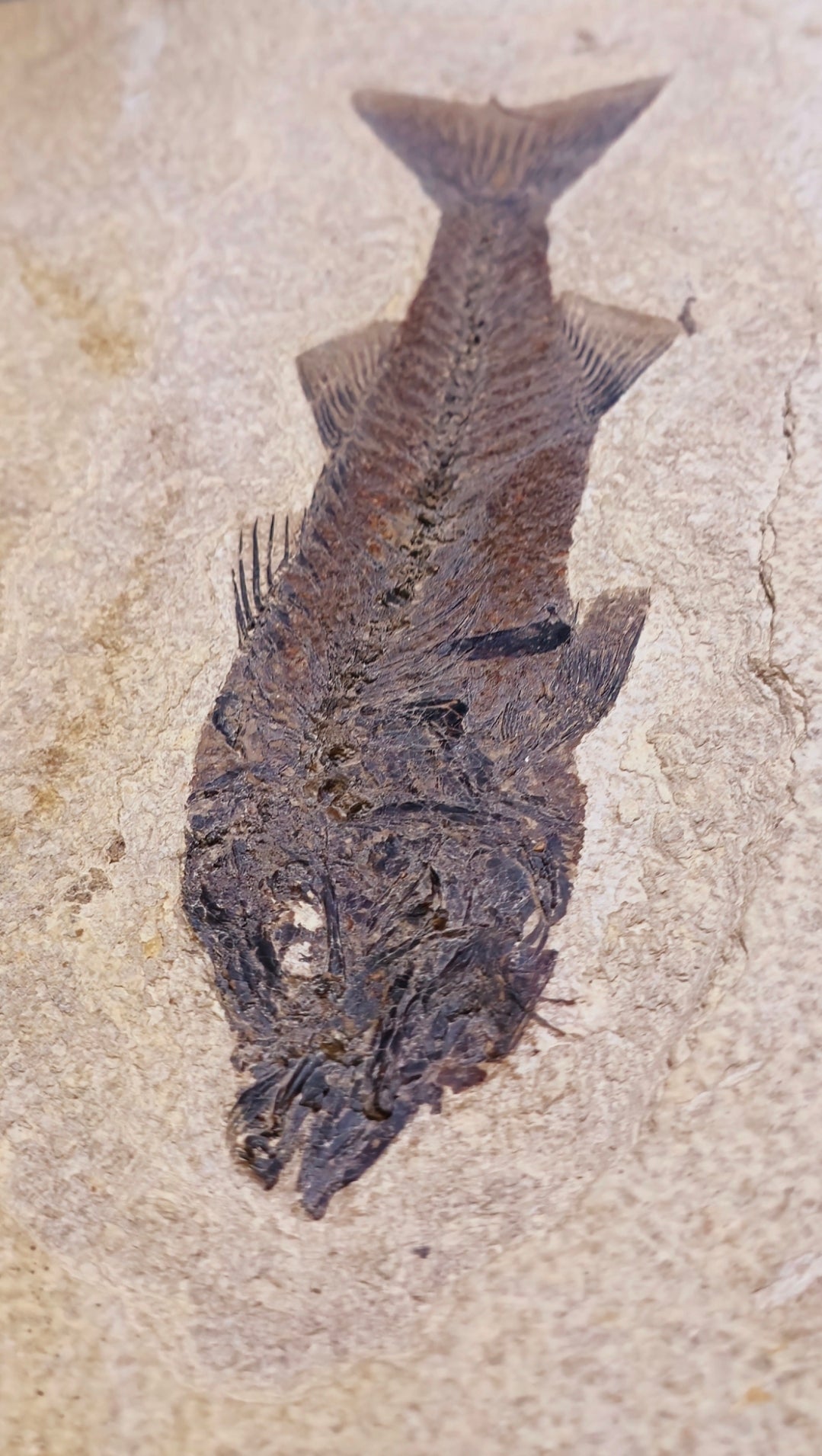 Mioplosus labracoides