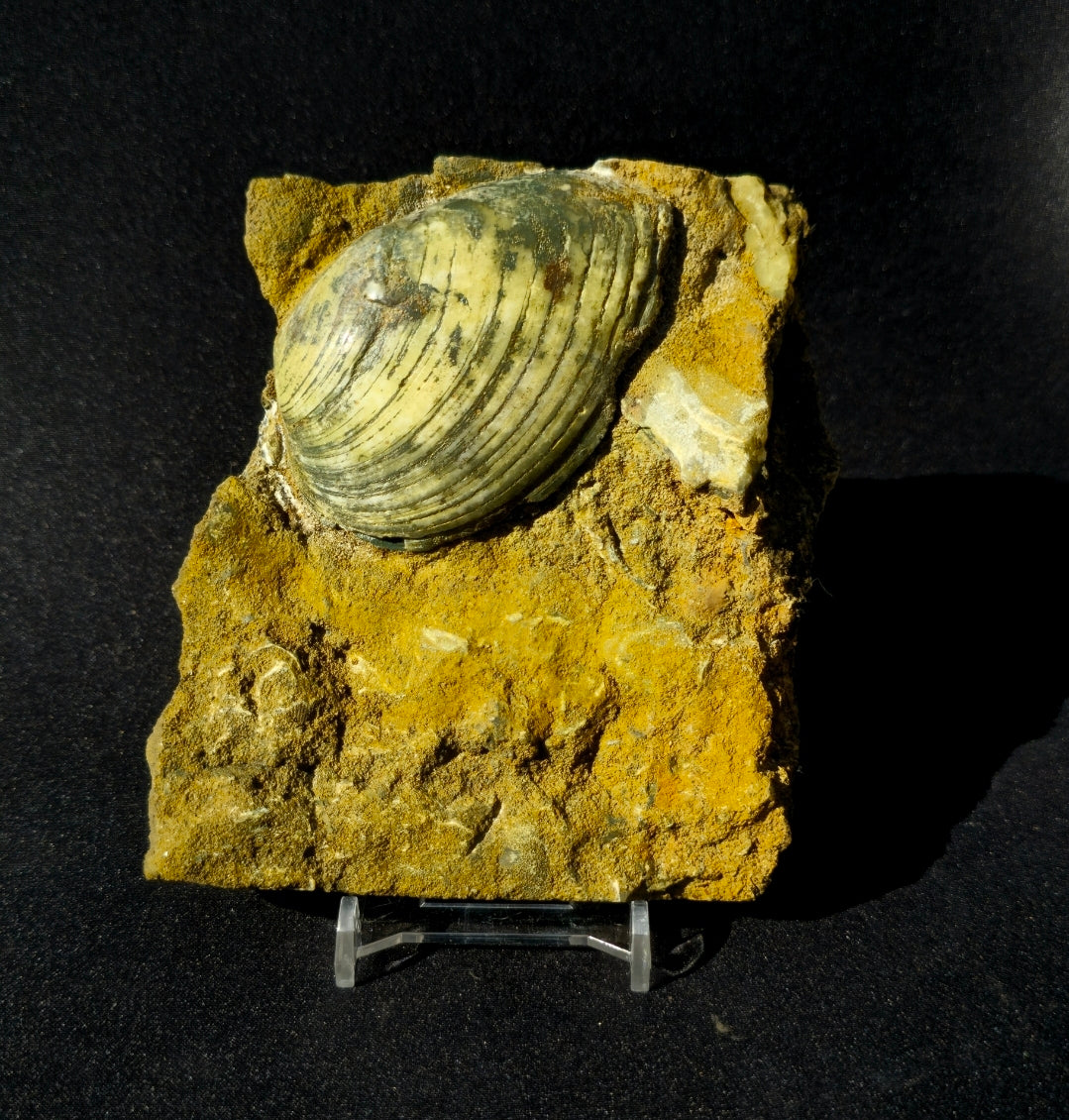 Cardinia Bivalve
