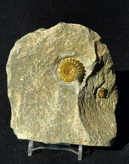 Prominoceras Ammonite