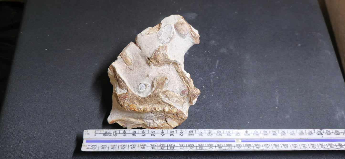 Tethysaurus Jaw