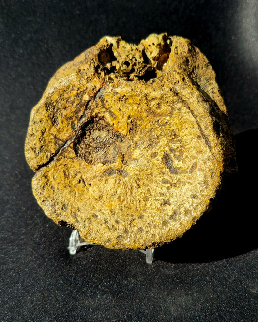 Pliosaur Vertebrae