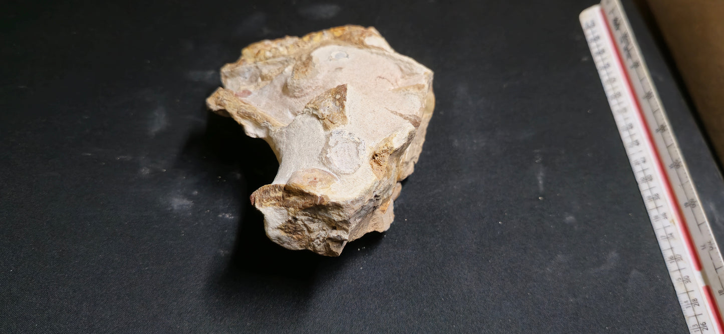 Tethysaurus Jaw