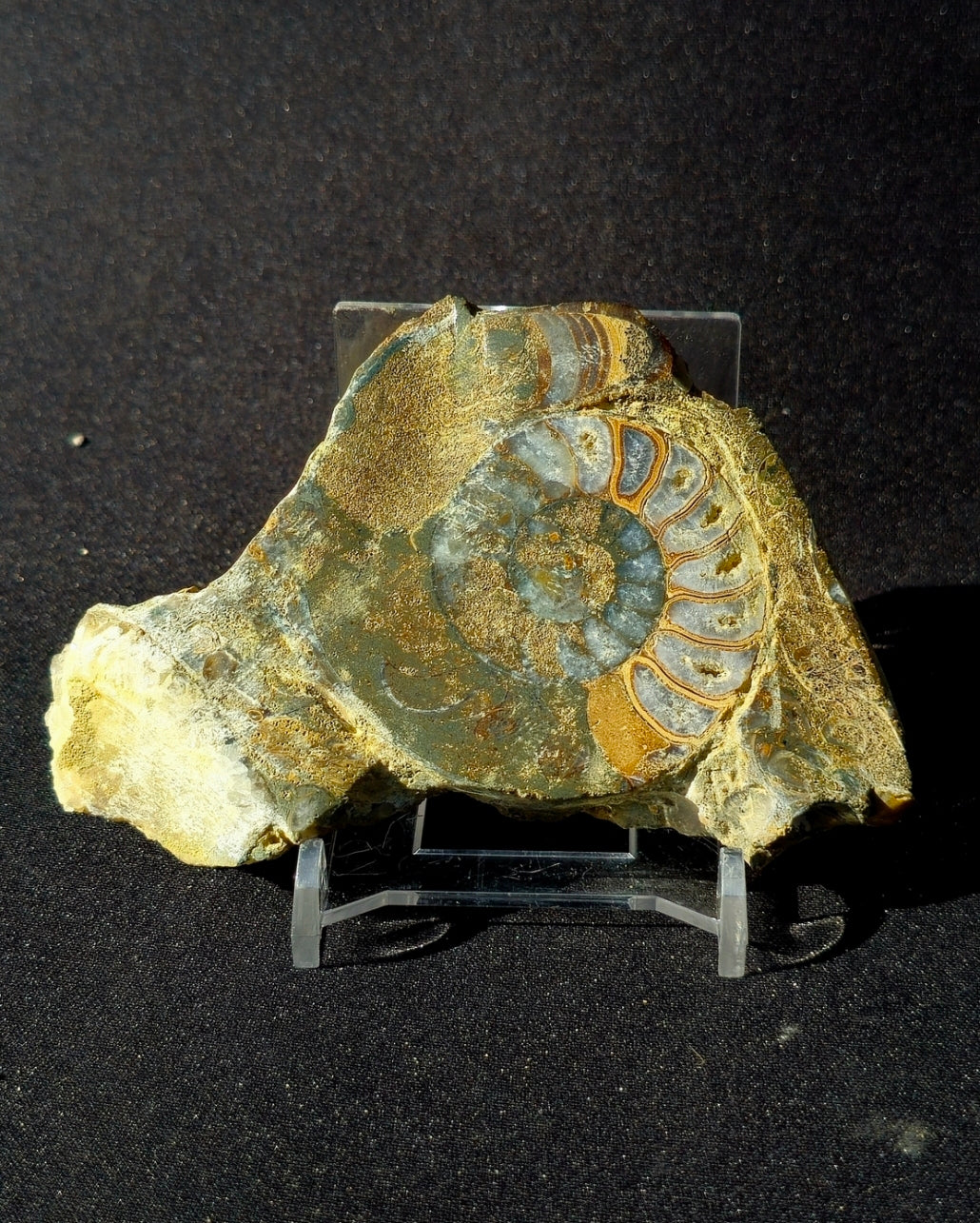 Rare Scunthorpe Ammonite, Asteroceras semicostatum