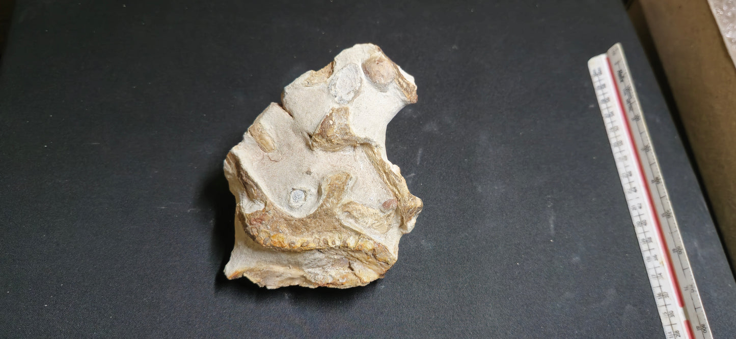 Tethysaurus Jaw