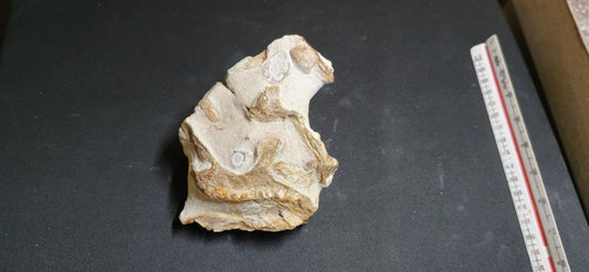 Tethysaurus Jaw