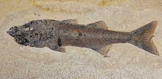 Mioplosus labracoides