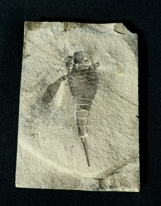 Eurypterids remipes