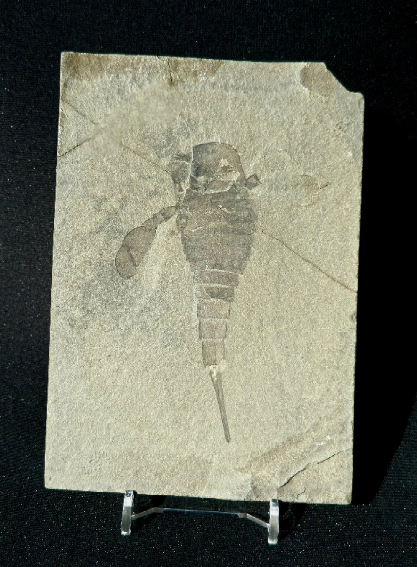 Eurypterids remipes