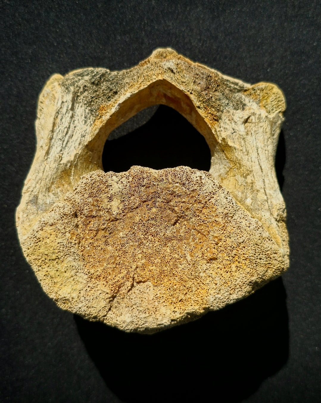 Bison Vertebrae