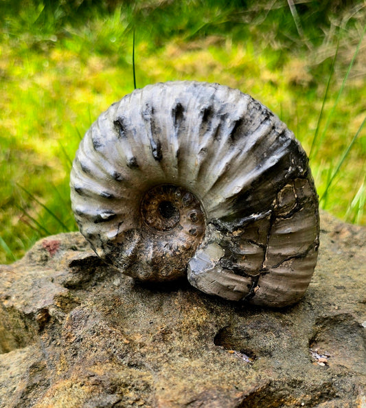 Liparoceras Ammonite