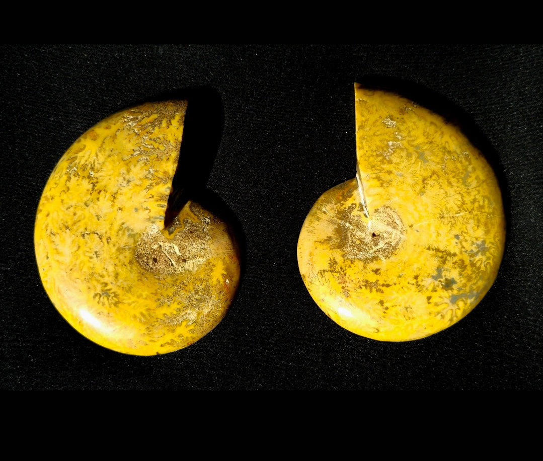 Cleoniceras Ammonite pair