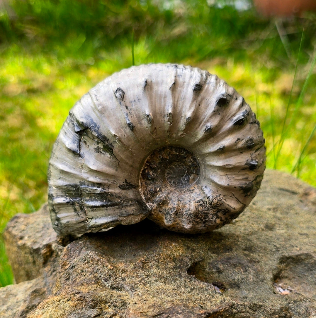 Liparoceras Ammonite