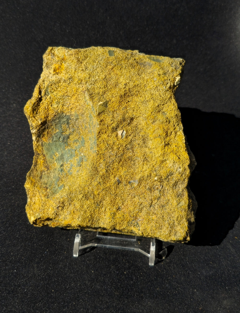 Cardinia Bivalve