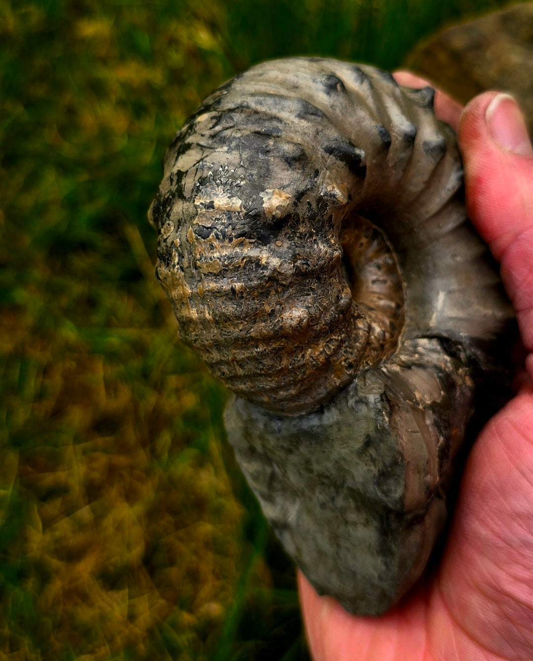 Liparoceras Ammonite